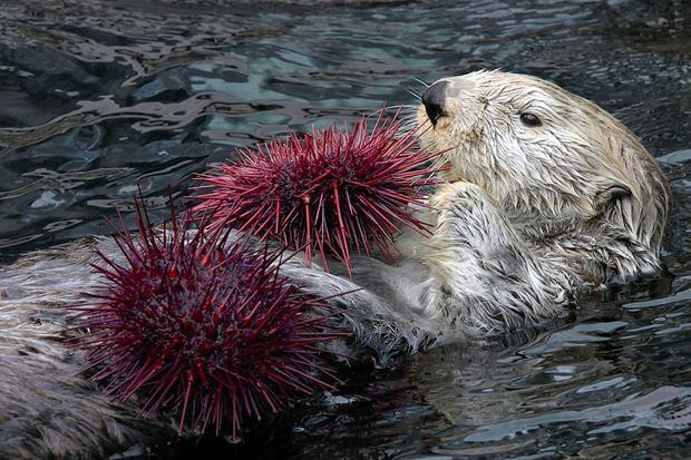 otter_urchins_610.png