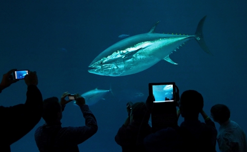 Julie Packard: Shaping a bright future for bluefin tunas