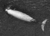 The rarely seen Cuvier's beaked whale has been picked up by the MBARI hydrophone. Photo courtesy NOAA.