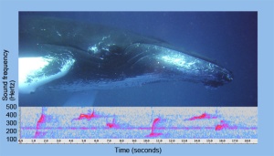 Humpback whale and a spectrogram with calls from one or more humpback whales recorded by the deep-sea hydrophone. Humpback photo courtesy NOAA. 