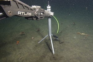 MBARI placed a deep-sea hydrophone on the seafloor using a remotely operated vehicle. The green cable carries power to the hydrophone and data back to shore. Photo courtesy MBARI