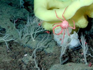 In the future, eDNA will help scientists identify all the species present in complex ocean ecosystems, like this one at the Davidson Seamount off the California coast. Photo courtesy MBARI.