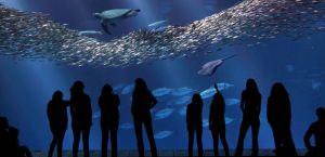 The Aquarium's Open Sea exhibit was the perfect place to demonstrate whether eDNA analysis would work in the ocean.