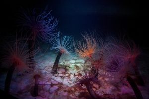 DNA from sandy seafloor animals like burrowing anemones was found only in the nearby water. Photo by Staci Vriese
