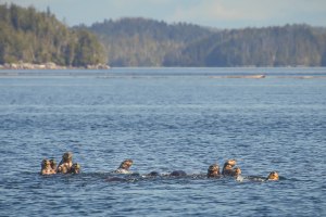 Hakai sea otter raft_Josh Silberg