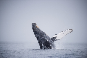Humpback whale breaching MBA owned
